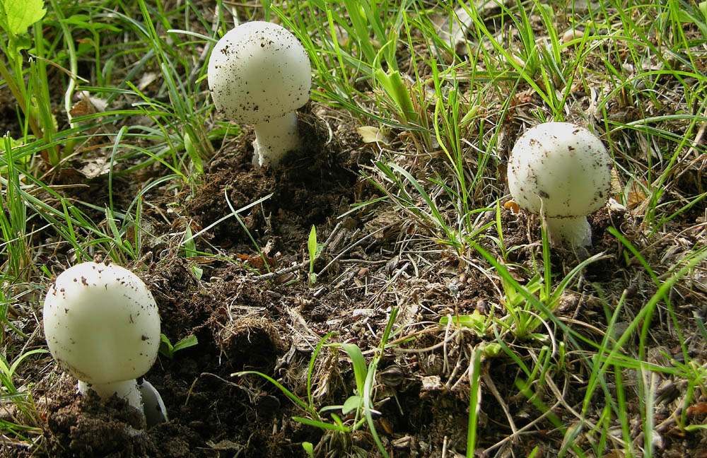 Amanita vaginata sl.